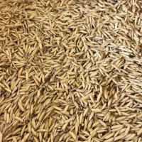 جو هاشمی درجه یک خرمن کوپ