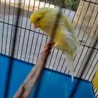 قناری نررسمی بلنده