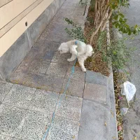 واگذاری شیتزو|سگ|گرمسار, |دیوار