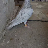 کبوتر نامه بر|پرنده|کنگاور, |دیوار