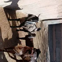 خرید بزغاله|حیوانات مزرعه|رادکان, |دیوار