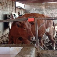 تلیسه زایده