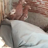 سینه سرخ