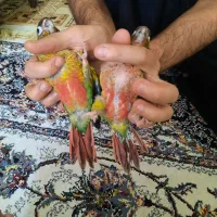 جوجه طوطی های سرلاکی خورشیدی،گرینچیک،ملنگو.کوتوله
