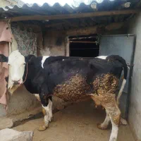 گاو شیری|حیوانات مزرعه|بجنورد, |دیوار