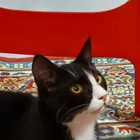 واگذاری دو گربه تاکسیدو ونارنجی.