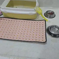 گربه بریتیش|گربه|قشم, |دیوار