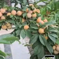 فروش-باغ-فوق-العاده-لاکچری