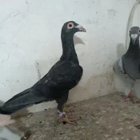 کبوتر|پرنده|قزوین, |دیوار