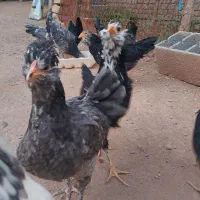 تخم مرغ  نطفه دار گلین طوسی فول کیفیت