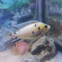 ماهی آکواریوم