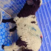 بره نر عربی چاق