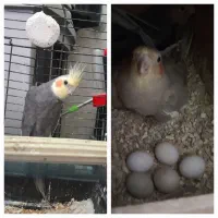 فروش قبولی واگذاری پرنده