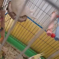 واگذاری عروس هلندی