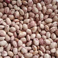 لوبیا چیتی خوشپخت