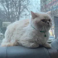 گربه بریتیش نر