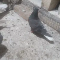 سلام خدمت عشق بازان دوتا ماده دمسفید