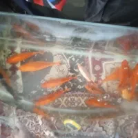 ماهی قرمز فروشی دارم