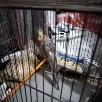 عروس هلندی جوجه|پرنده|اراک, |دیوار