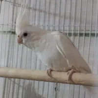 معاوضه.فروش عروس آلبینونربادوتاجوجه لوتینووکوتوله