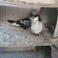 دمسیاه