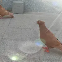 کبوتر
