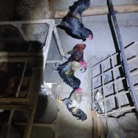 ۴ عدد خروس یکساله