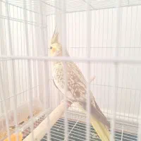 عروس گل باقالی سرحال سالم خوشگل|پرنده|مشهد, مهدی آباد|دیوار