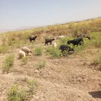 کهره
