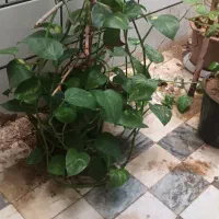 گل های زیبا