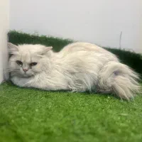 پرشین کت