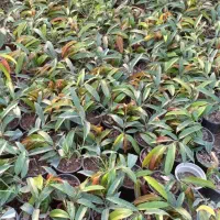 فروش عمده آمستل کینگ سطل ۳ تعداد بالا|گل و گیاه طبیعی|نکا, |دیوار