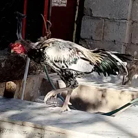 خروس لاری|حیوانات مزرعه|سراوان, |دیوار