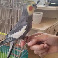 عروس هلندی اطراف فلسطین گمشده