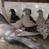 23 تا جوجه کبوتر تهرونی و تهرانی پرشی تیر ماهی|پرنده|مشهد, راه آهن|دیوار