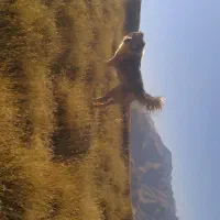 سگ گله ای|سگ|سنندج, |دیوار