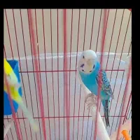 مرغ عشق مولد با ۵ عدد جوجه هاش و مولد روتخم