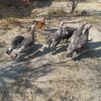 بوقلمون.خانگی|حیوانات مزرعه|صومای برادوست, |دیوار