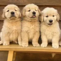 فروش سگ گلدن رتریور اصیل پوزه پهن goldenretriever