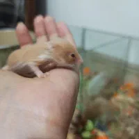 همسترمینیاطوری ، دستی|موش و خرگوش|شیراز, شهرک کوشکک|دیوار