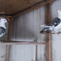 کبوتر|پرنده|اصفهان, خواجو|دیوار