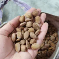 بادام کوهی تازه امسال