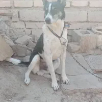 واگذار سگ نر