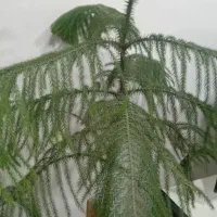 گل وگیاه خانگی|گل و گیاه طبیعی|اشنویه, |دیوار