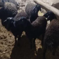 بره نر وماده تکی ویجا|حیوانات مزرعه|قزوین, |دیوار