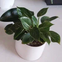 دیفن باخیا|حراج|خمینی‌شهر, |دیوار