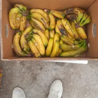 موز‌برای‌شیر‌موز‌هرچقدر‌که‌بخواین