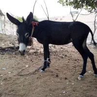 الاغ نر3ساله|حیوانات مزرعه|بندرعباس, |دیوار