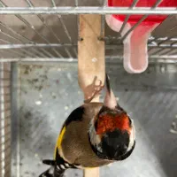 سهره رسمی گل بلند قرص قرص