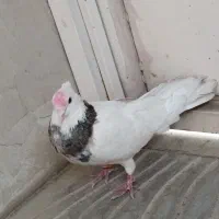 کبوتر طوقی فروش فوری